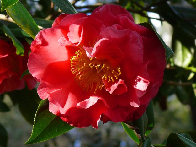 Camellia in the sun