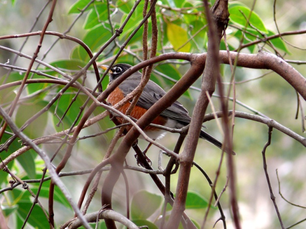 robin in branches, bird