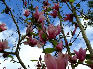 Saucer magnolia under blue sky web