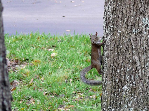 squirrel on tree 2 web