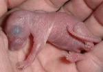 1 to 3 day old squirrel