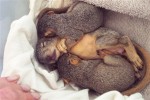 Baby squirrels snuggling